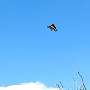 Butterfly in the sky