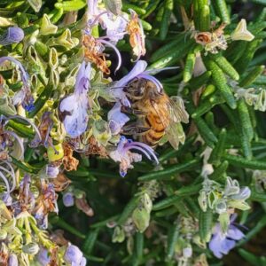 Bee on the rosemary
