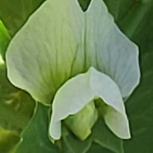 pea flower