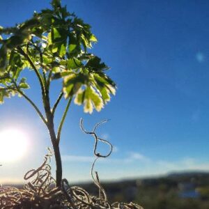 ming Aralia tree