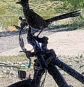roadrunner on a bicycle