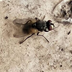 the fly